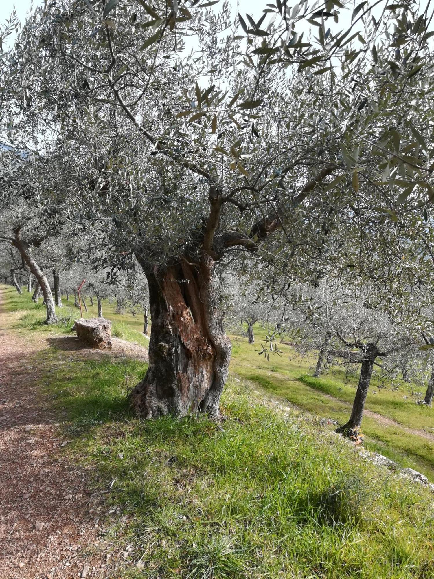 Antico Gioiello Umbro , Appartamento Con Terrazza Foligno Dış mekan fotoğraf